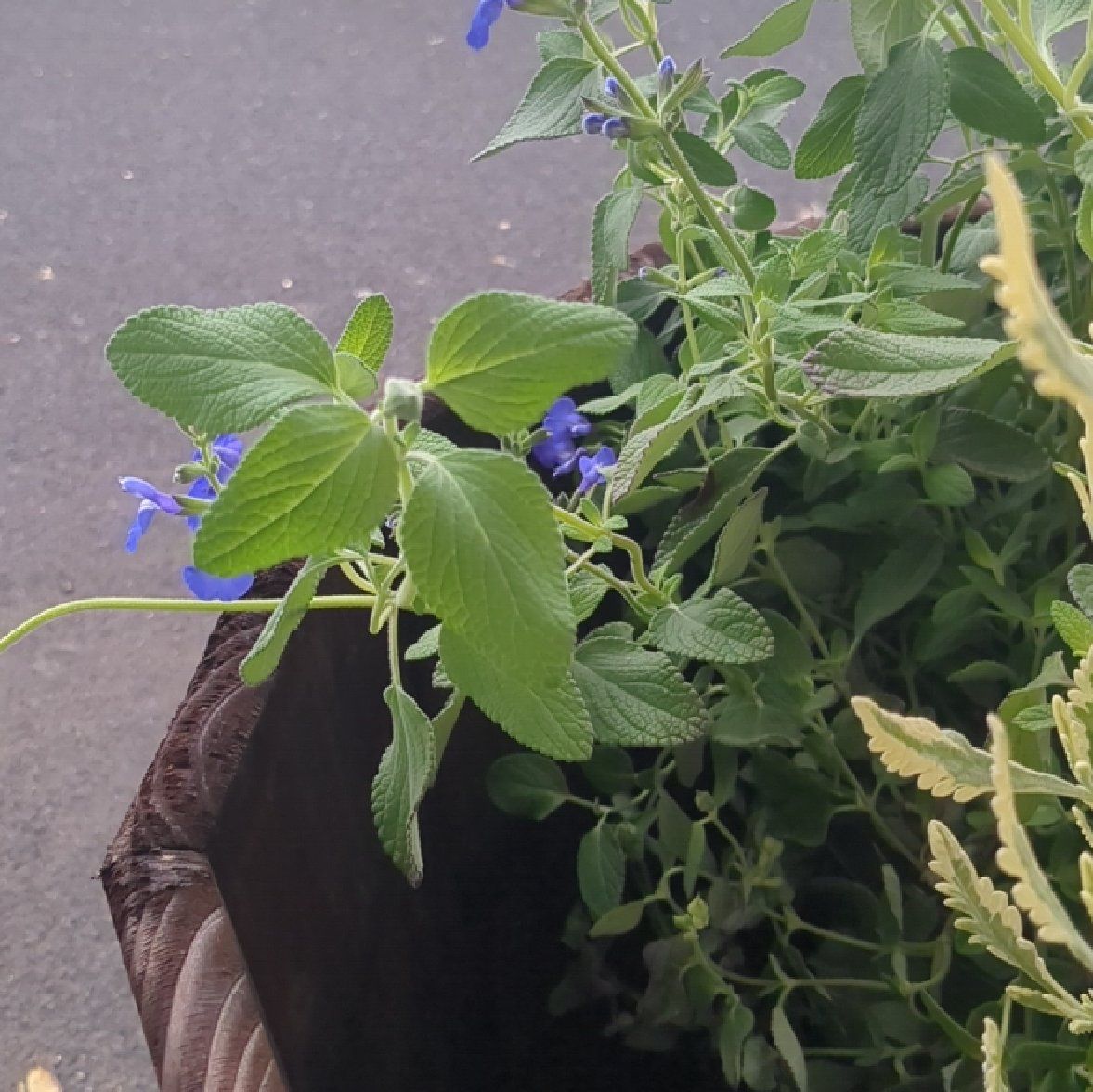 Photo of the plant species Germander Sage by @ActiveNatalplum named Salvia on Greg, the plant care app