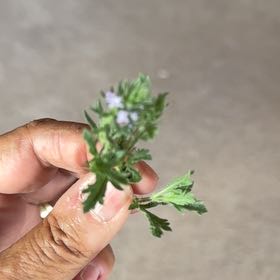 Photo of the plant species Blue Tansy by @GemOrangezest named Coco on Greg, the plant care app