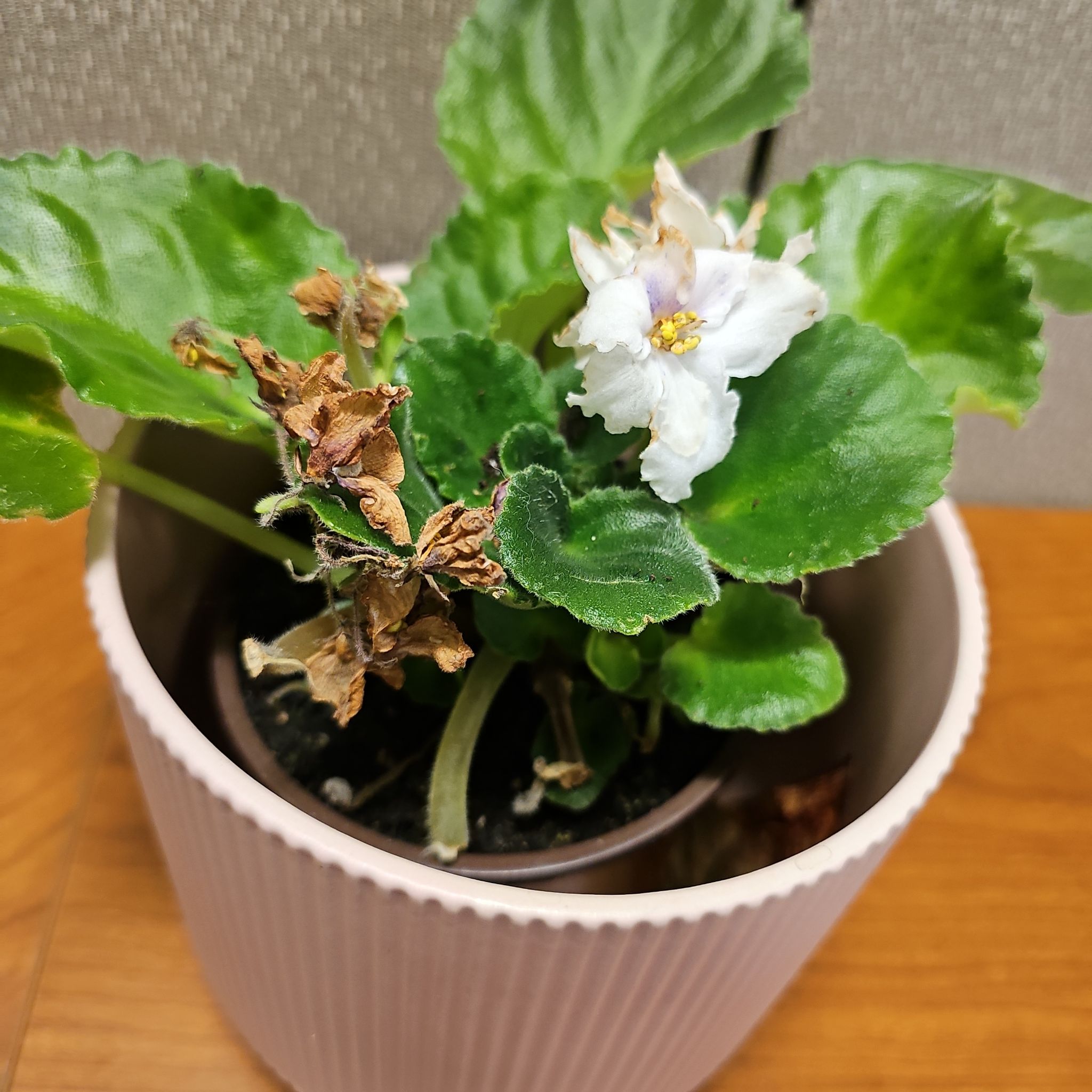 Photo of the plant species African Violet by @KeyFieldthistle named Naomi on Greg, the plant care app