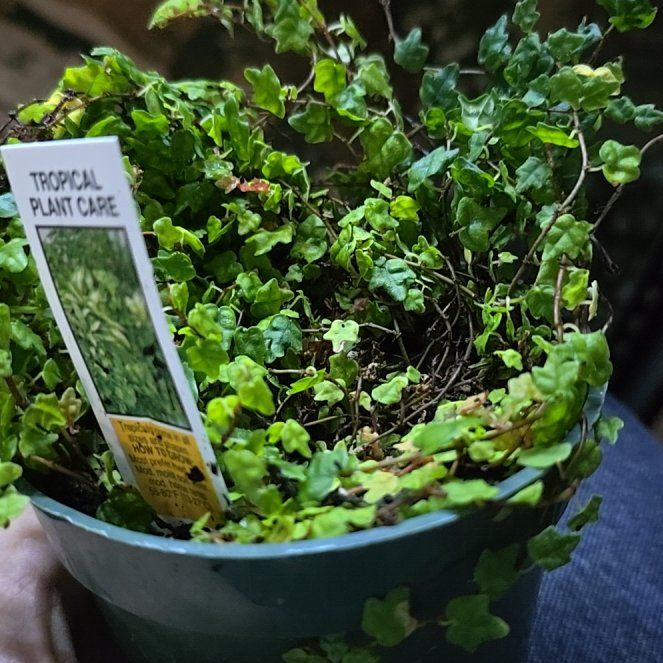 Photo of the plant species Oak Leaf Ficus by @AssiduousTozzia named Morgan Treeman on Greg, the plant care app