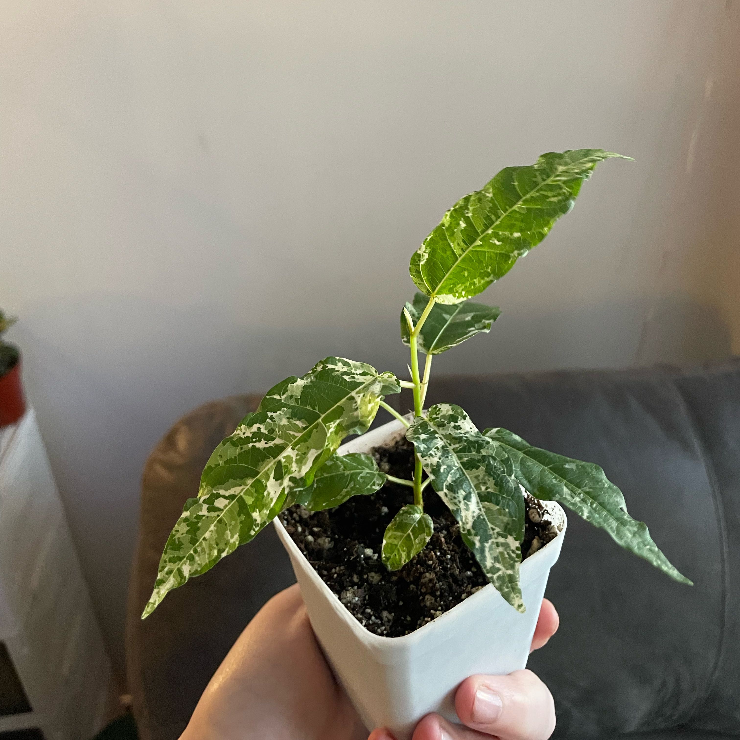 Photo of the plant species Ficus blizzard/snowstorm by @HighParataniwha named Anne on Greg, the plant care app