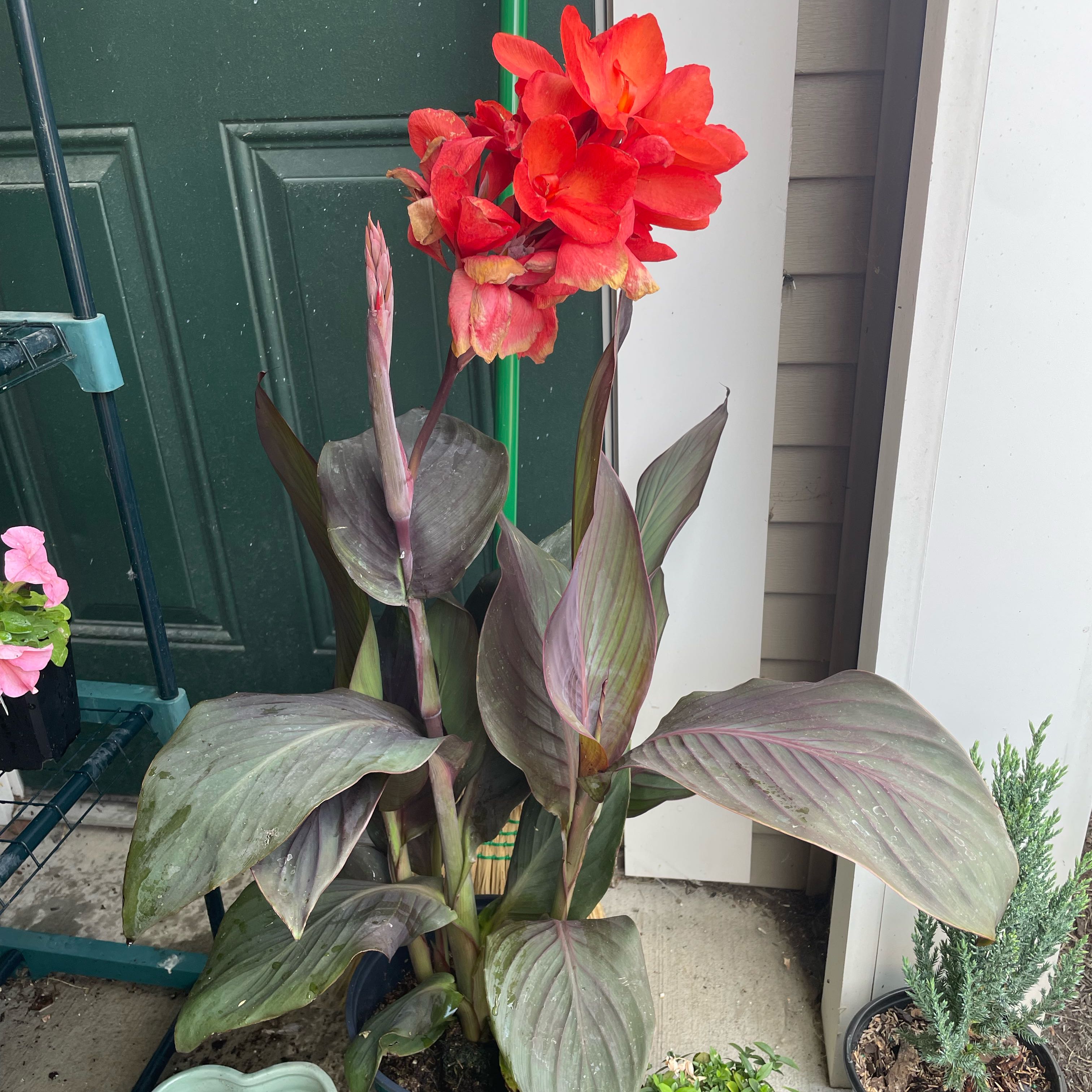 Photo of the plant species Canna Bronze Scarlet by @HighParataniwha named Bronze Scarlet Canna Lily on Greg, the plant care app