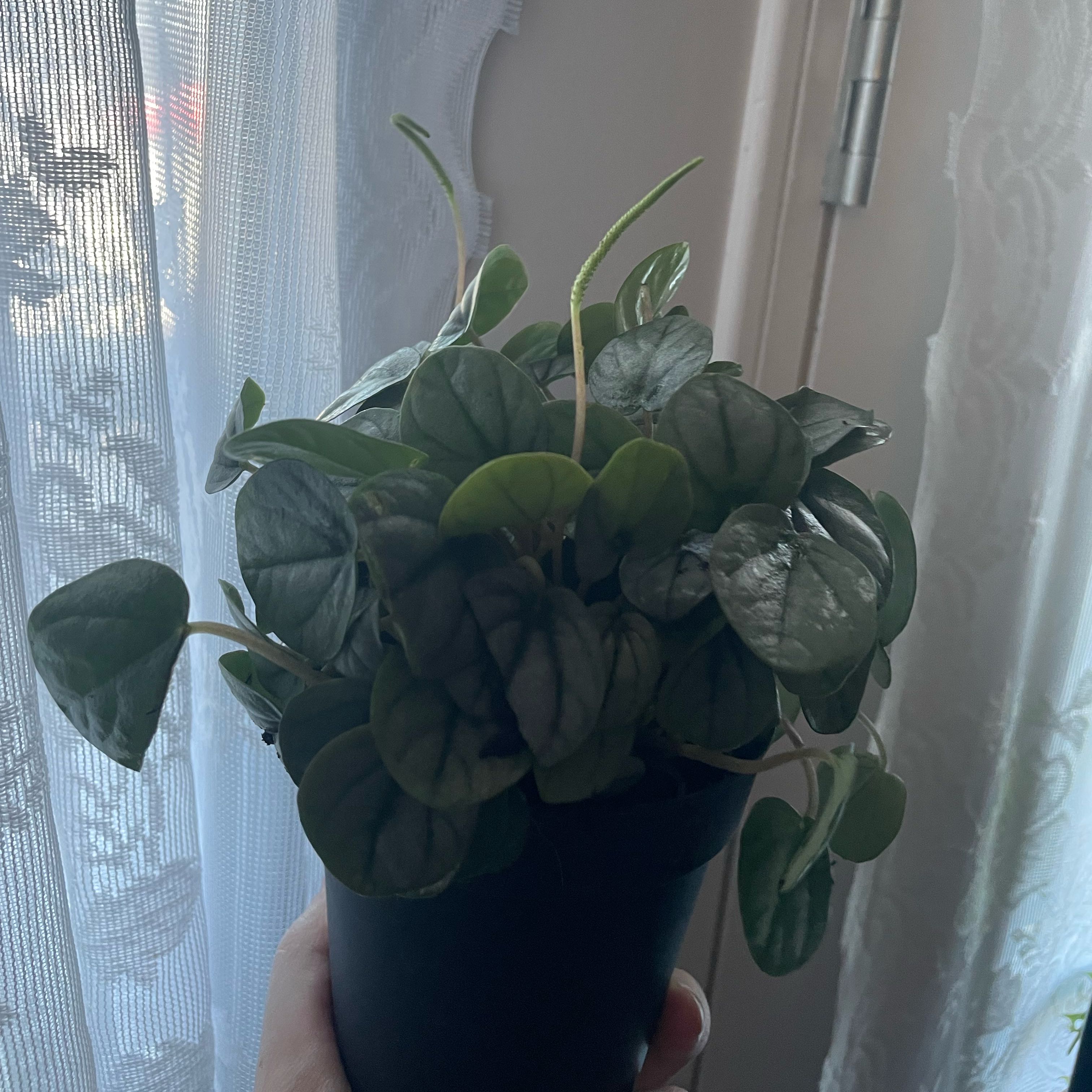 Photo of the plant species Peperomia Little Tuscany by @HighParataniwha named Little Tuscany on Greg, the plant care app