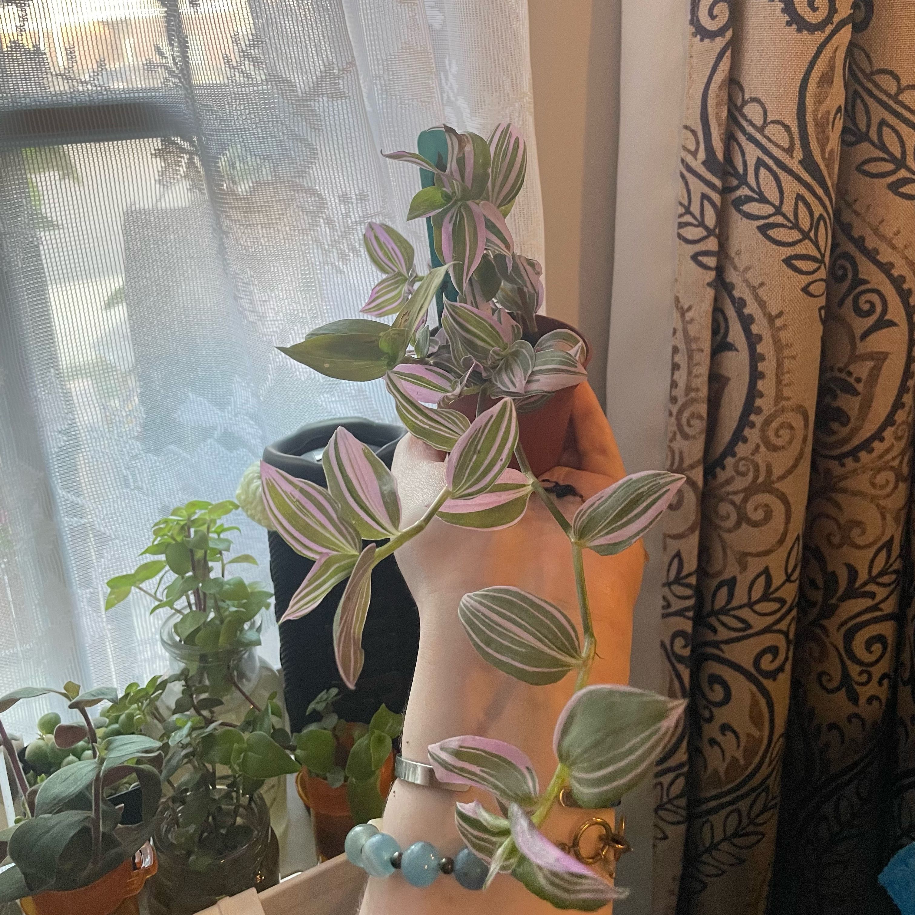 Photo of the plant species Tradescantia 'Lavendar' by @HighParataniwha named Lavender Tradescantia on Greg, the plant care app
