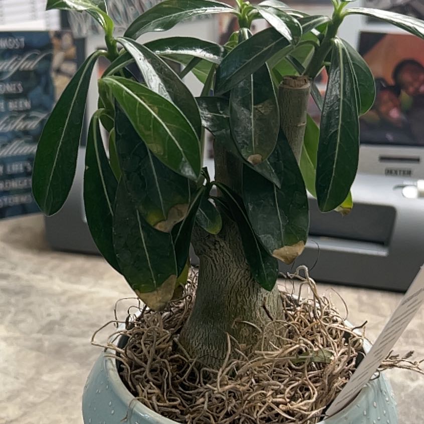 Desert Rose Plant in a pot with some browning leaves and visible soil.
