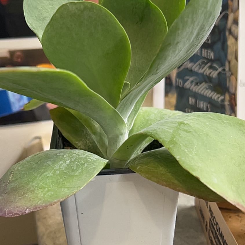 Flapjacks plant (Kalanchoe thyrsiflora) in a small pot, healthy with thick, fleshy leaves.