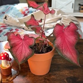 Photo of the plant species Kaladium™ 'Fairytale Princess™' by @NoblyApplemint named Princess on Greg, the plant care app