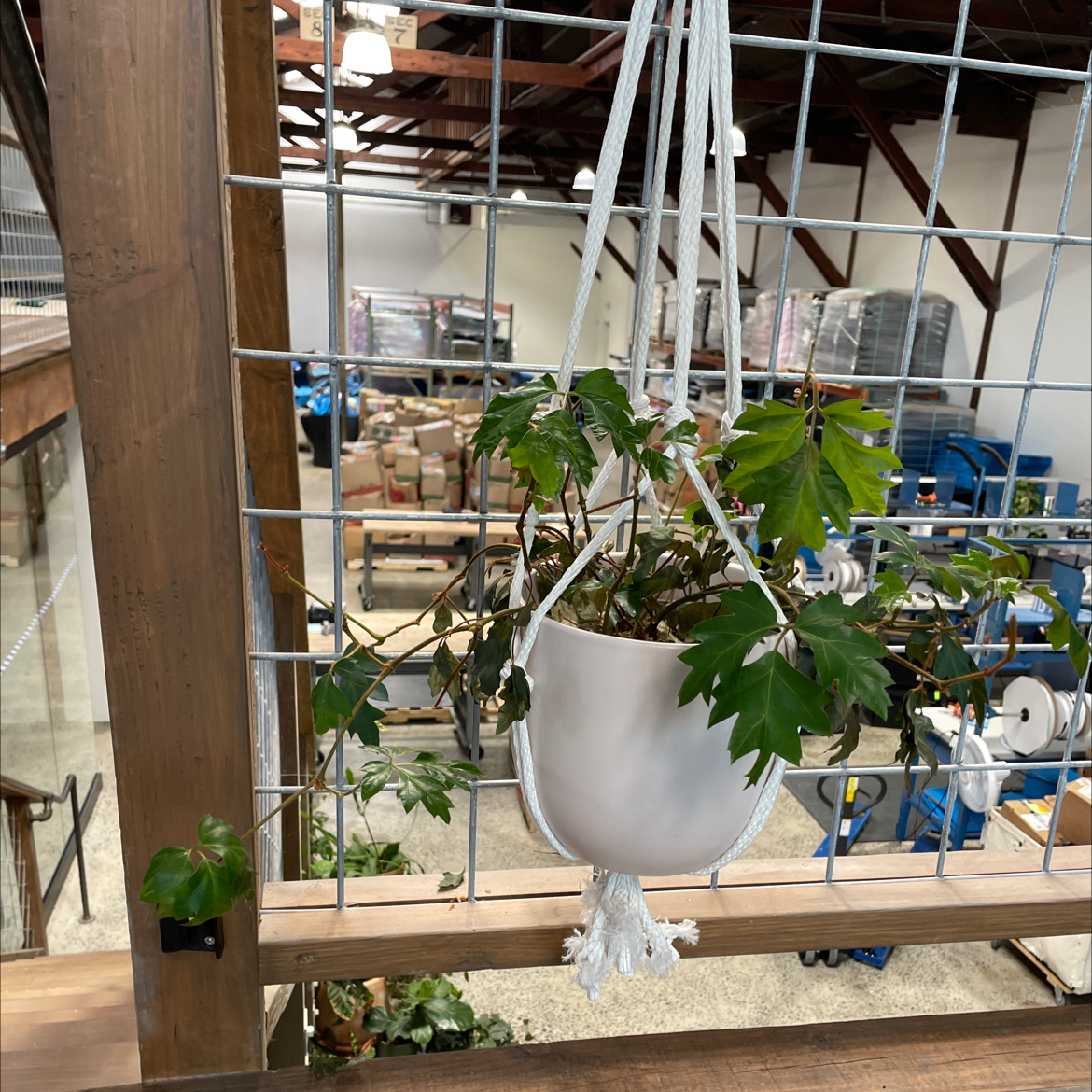 A thriving grape ivy plant with lush green trailing foliage, hanging in a white pot on a shelf in an interior space.
