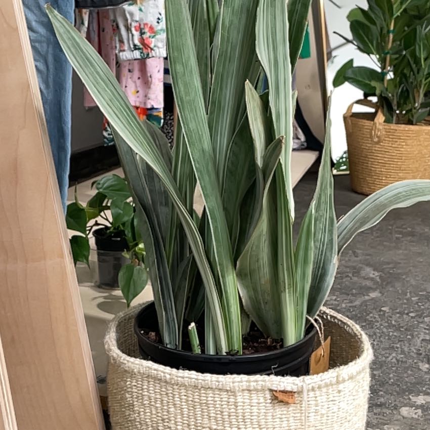 Black Coral Snake Plant in a woven basket, indoors with healthy striped leaves.