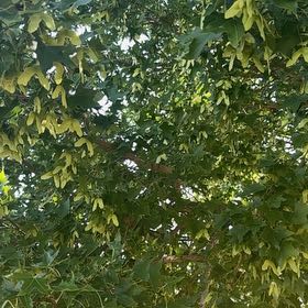 Photo of the plant species Montpellier Maple by @PureStjohnswort named Forrest on Greg, the plant care app