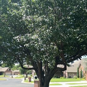 Photo of the plant species Bradford Pear by @PureStjohnswort named Cleopatra on Greg, the plant care app