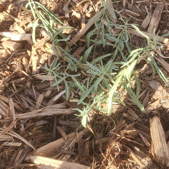 Photo of the plant species Narrow-Leaf Milkweed by @CharmingCacto named Mollie on Greg, the plant care app