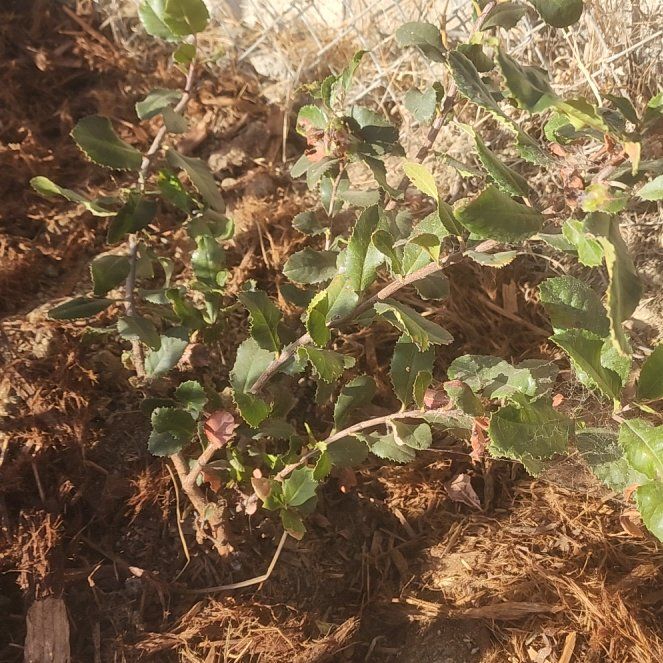 Photo of the plant species Toyon by @CharmingCacto named Walt on Greg, the plant care app