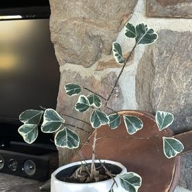 Photo of the plant species Ficus triangularis by @SteamyDandelion named Ficus on Greg, the plant care app