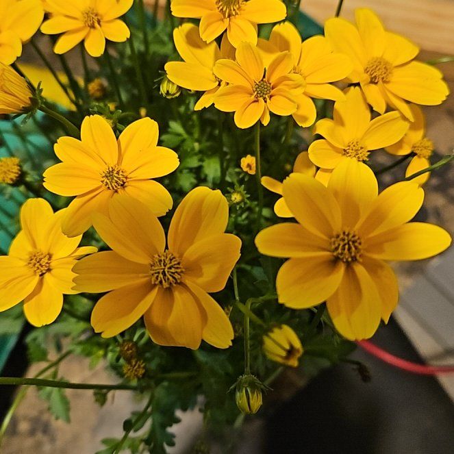 Photo of the plant species Golden Empire Bidens by @LadySharontulip named Lebron on Greg, the plant care app
