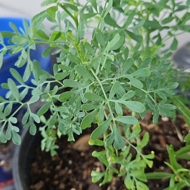 Photo of the plant species Garden Rue by @LadySharontulip named Rihanna on Greg, the plant care app
