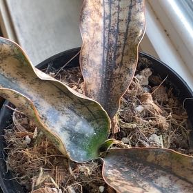 Photo of the plant species Sansevieria Kirkii Coppertone by @IdolPrairiedock named Fernie Saunders on Greg, the plant care app