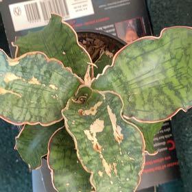 Photo of the plant species Purple Pitcher Plant by @IdolPrairiedock named McKinley on Greg, the plant care app