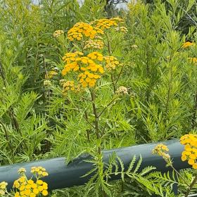 Photo of the plant species Golden Buttons by @MaximalSalad named Naomi on Greg, the plant care app