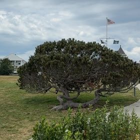 Photo of the plant species Bristlecone Pine by @MaximalSalad named Remington on Greg, the plant care app