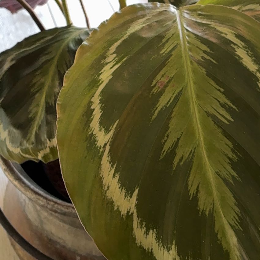 Photo of the plant species Calathea 'Cora' by @MaximalSalad named Gregarious on Greg, the plant care app