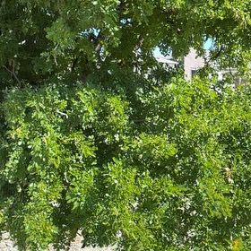 Photo of the plant species Texas Ebony by @MaximalSalad named Gobi on Greg, the plant care app