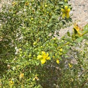 Photo of the plant species Creosote Bush by @MaximalSalad named Beckham on Greg, the plant care app