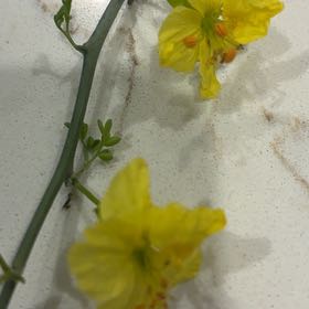 Photo of the plant species Sweetclover by @MaximalSalad named Xena on Greg, the plant care app