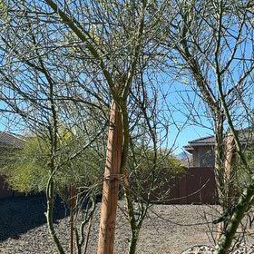 Photo of the plant species Palo Verde by @MaximalSalad named Leaf Erickson on Greg, the plant care app