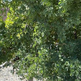 Photo of the plant species Texas Ebony by @MaximalSalad named Taylor Swift on Greg, the plant care app