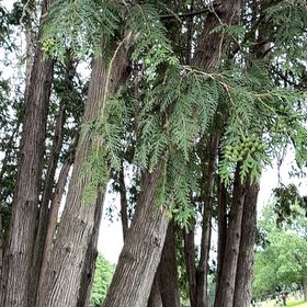 Photo of the plant species Ginger Pine by @MaximalSalad named Spike Leaves on Greg, the plant care app