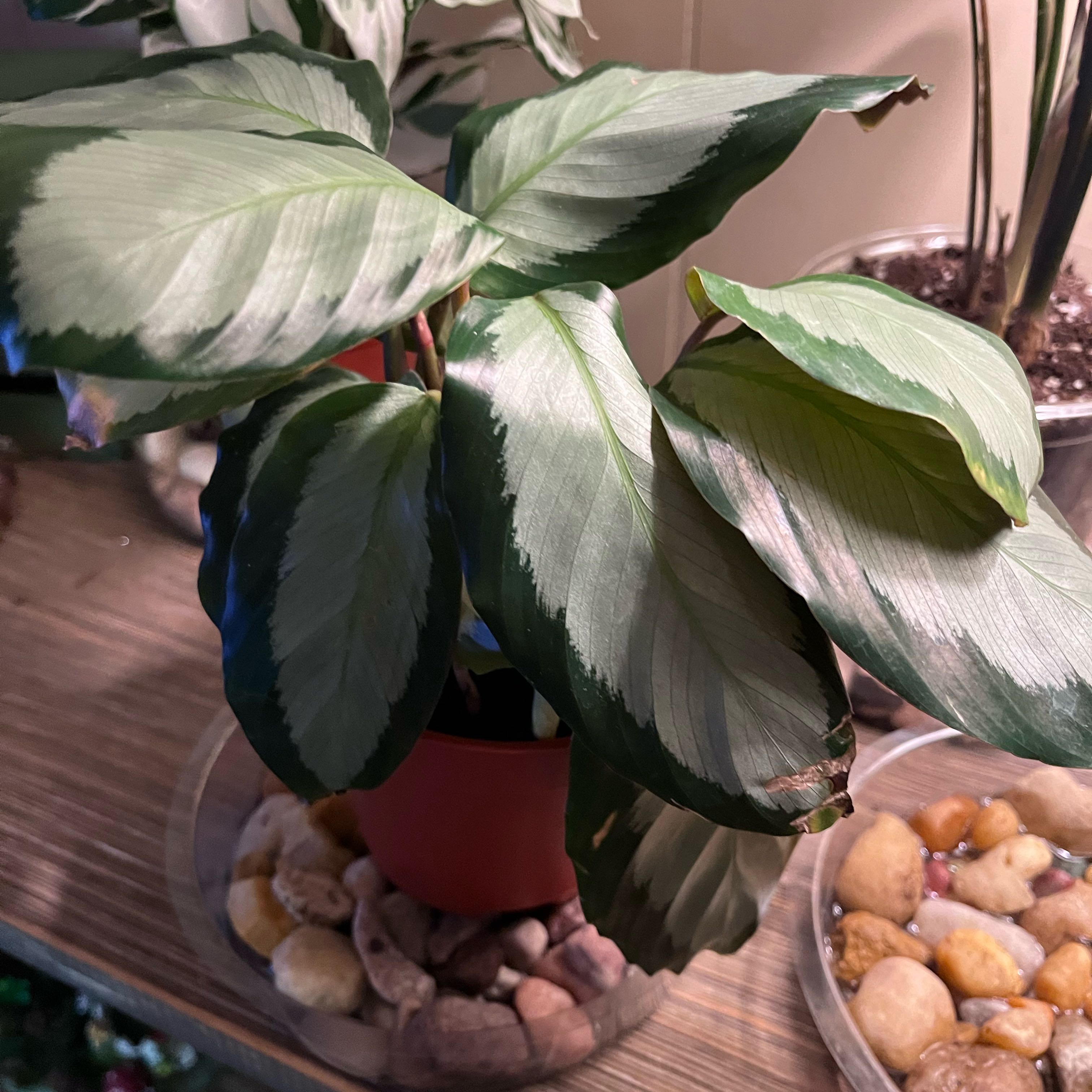 Photo of the plant species Calathea burle-marxii by @KellieK named Fernie Mercury on Greg, the plant care app