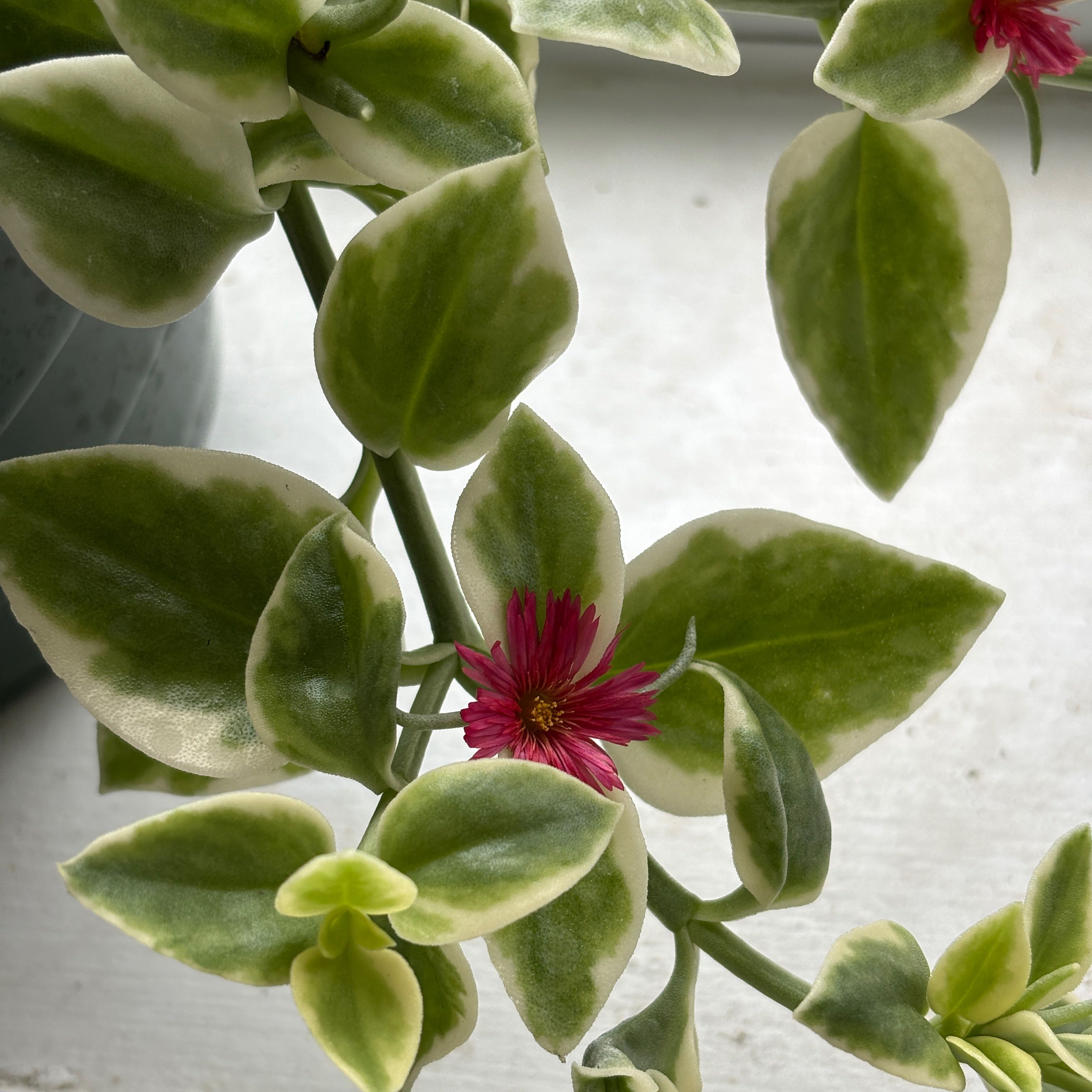 Photo of the plant species mezoo trailing red by Justin named Xena on Greg, the plant care app
