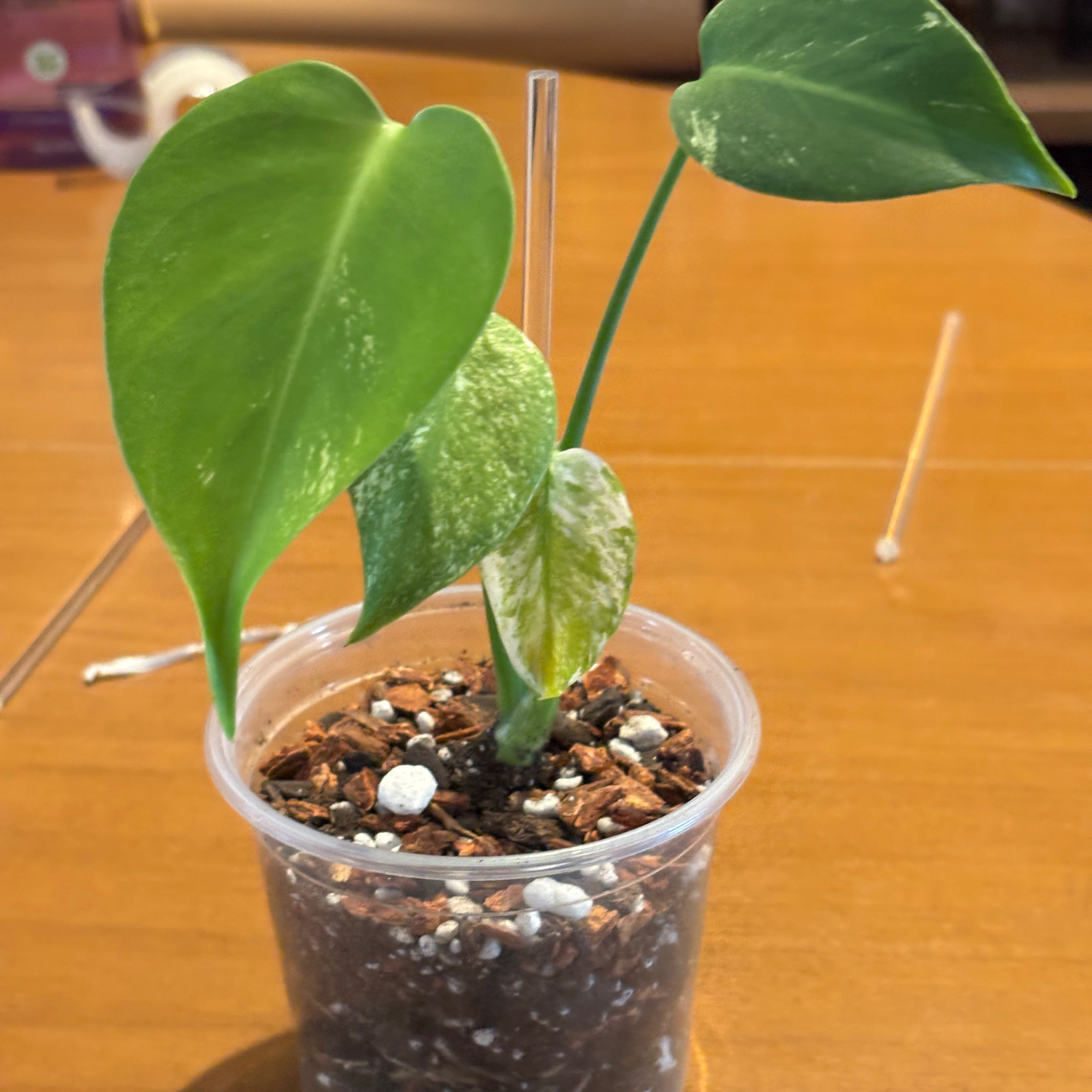 Photo of the plant species Monstera 'White Monster' by Justin named Sonora on Greg, the plant care app