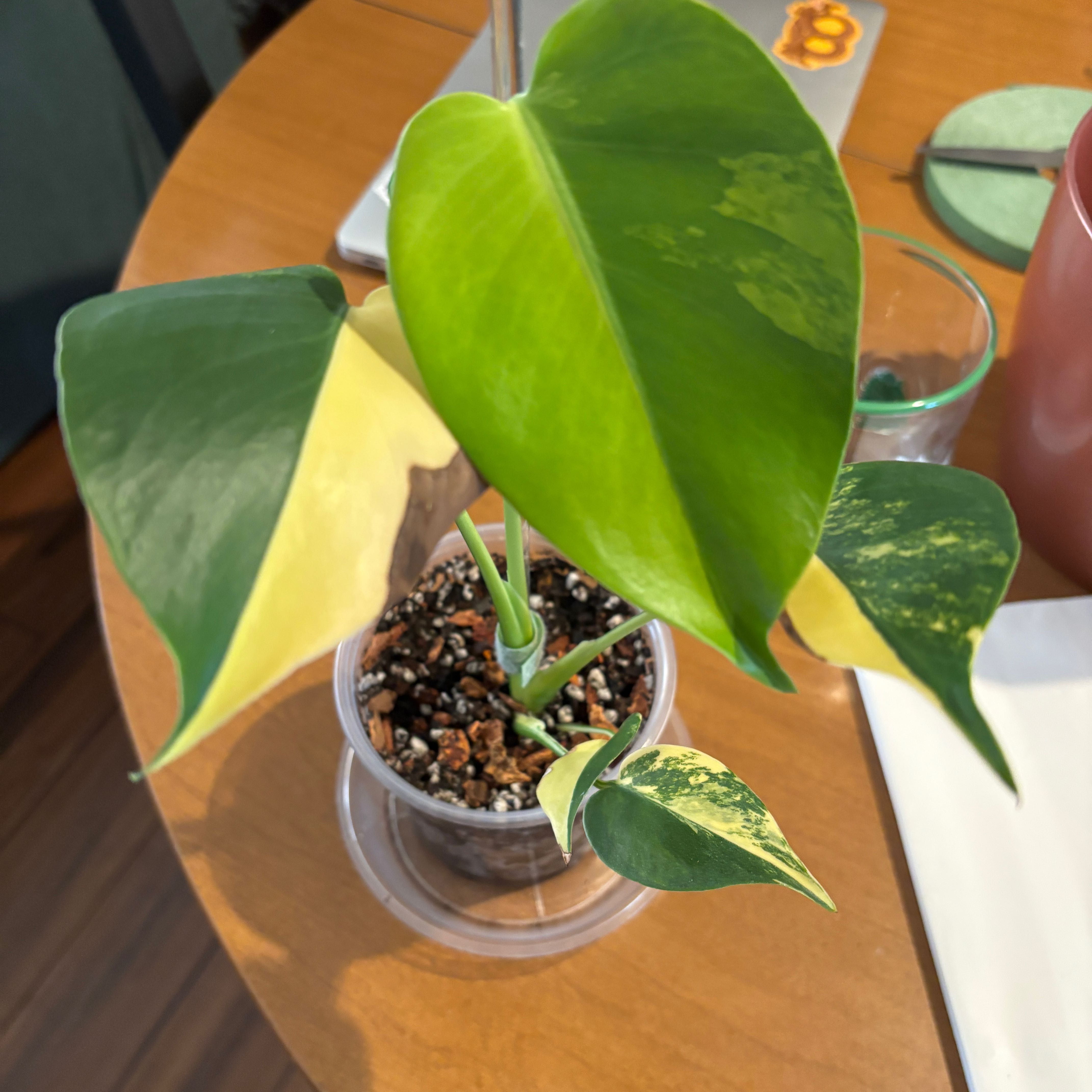 Photo of the plant species yellow variegated monstera by Justin named Aurea on Greg, the plant care app