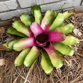 Photo of the plant species Assorted Neoregelia by @SirWaffleplant named Anne on Greg, the plant care app