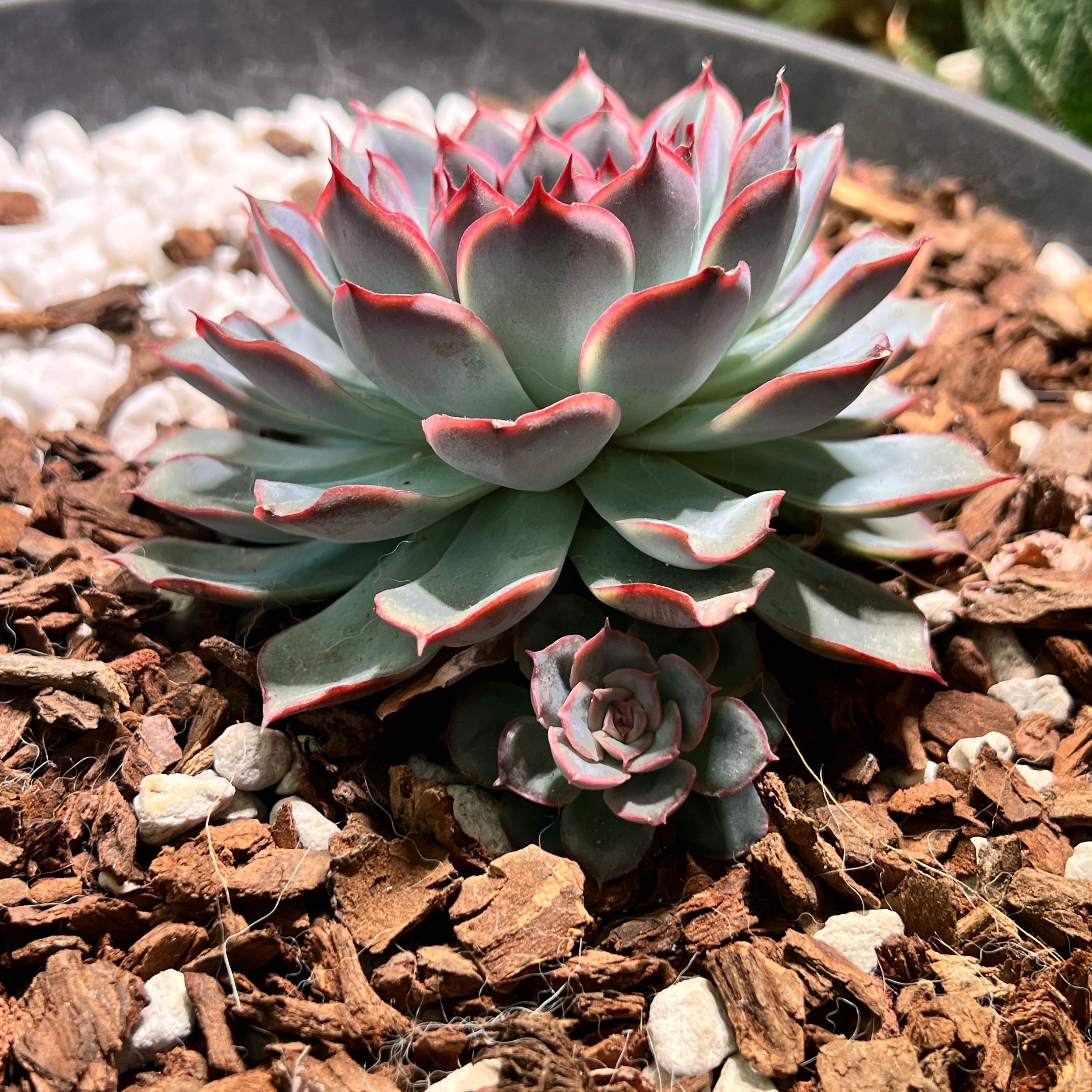 Photo of the plant species Echeveria 'Hercules' by @DracarysDahlia named Kesha on Greg, the plant care app