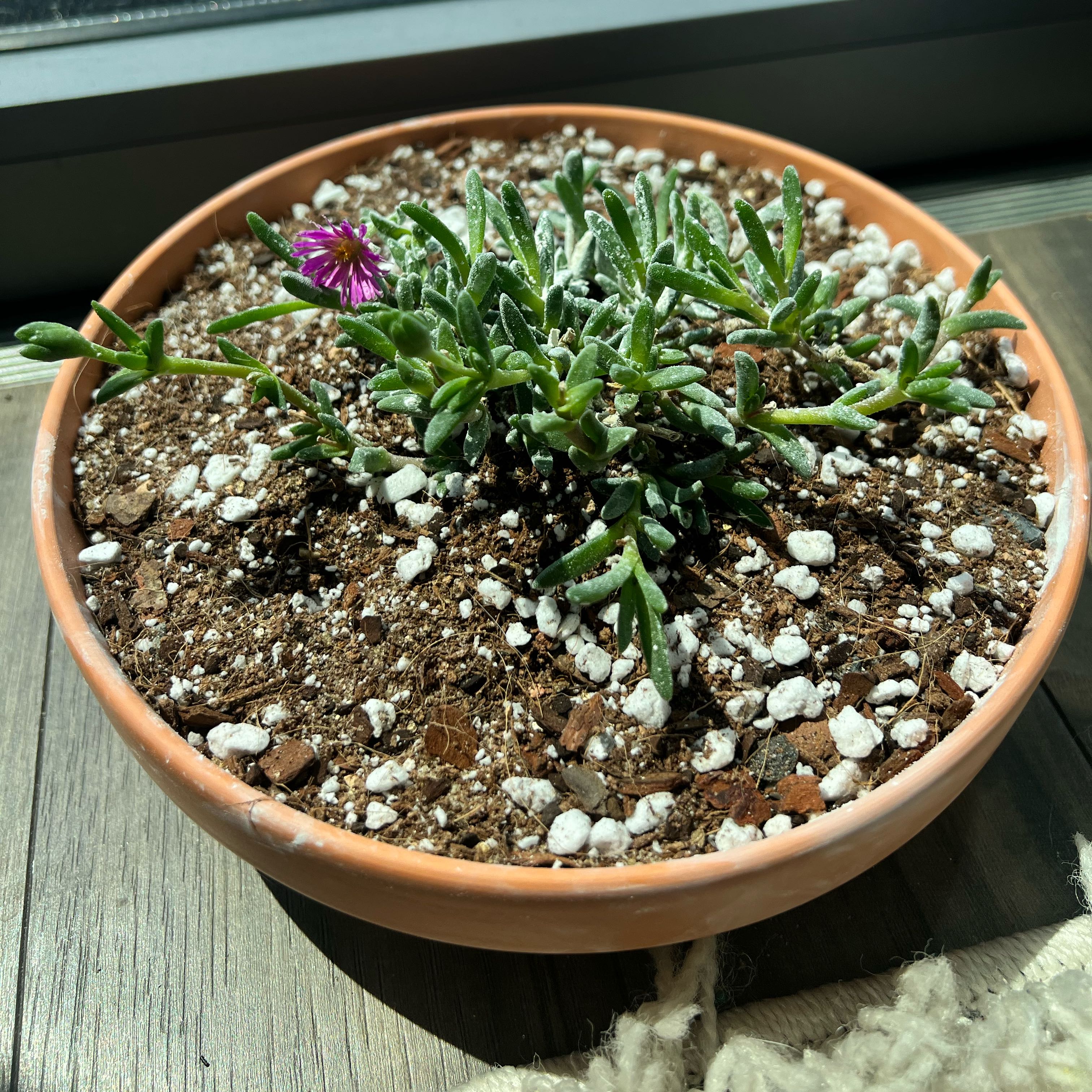 Photo of the plant species Jewel of Desert Rosequartz Ice Plant by @DracarysDahlia named Keanu Leaves on Greg, the plant care app