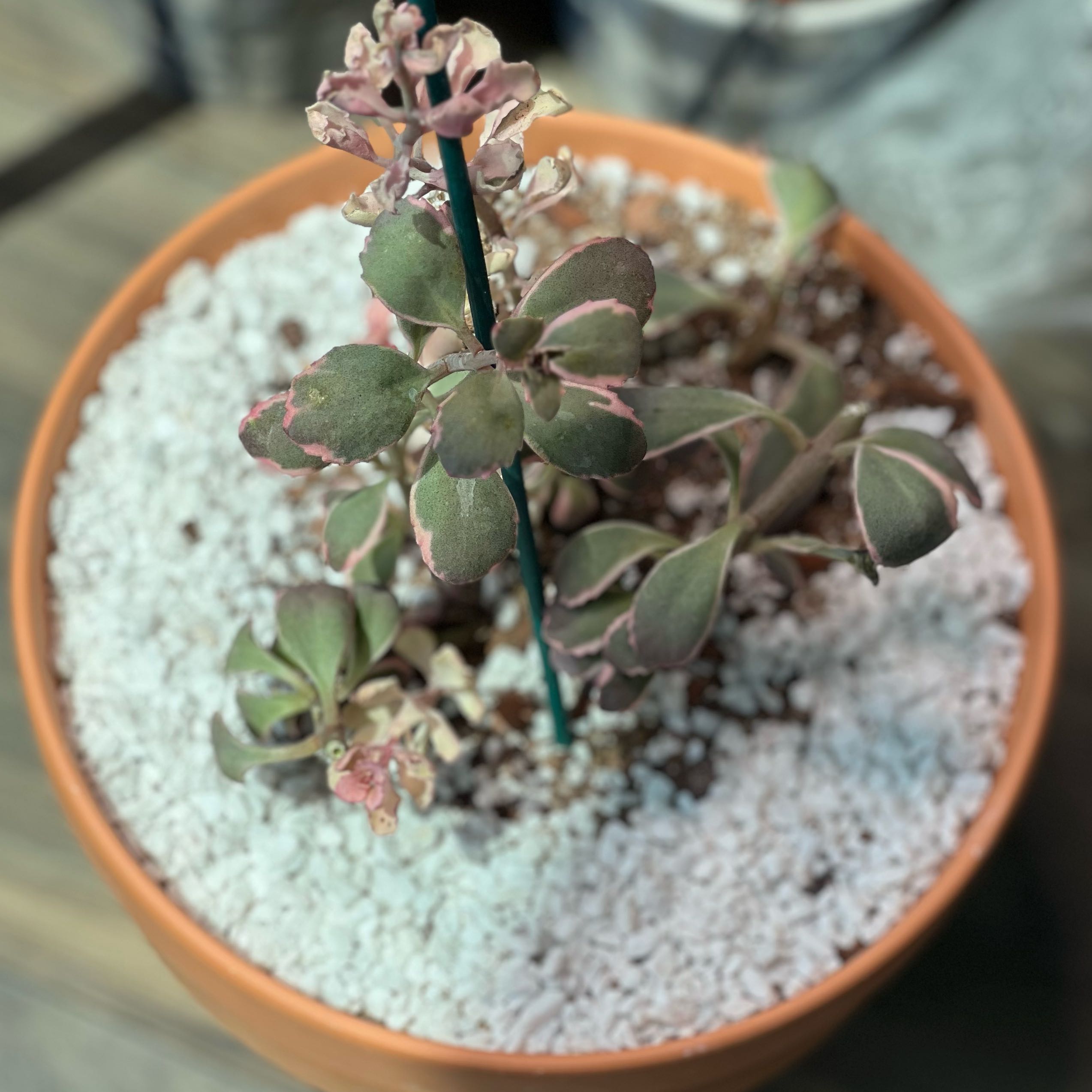 Photo of the plant species Dream Dazzler Stonecrop by @DracarysDahlia named Emma Stonecrop on Greg, the plant care app