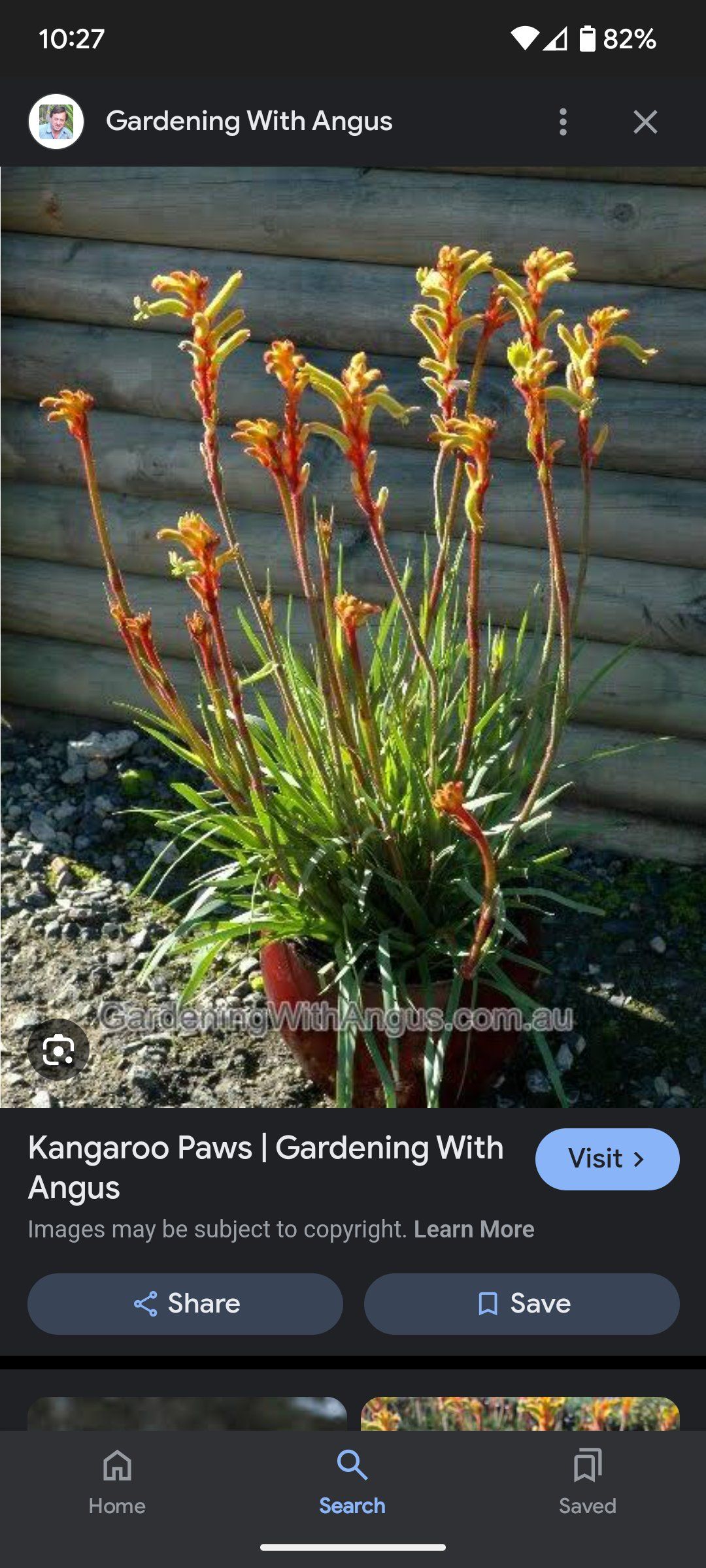 Photo of the plant species Red Kangaroo Paw by @TopnotchPeyote named Peter Parker on Greg, the plant care app