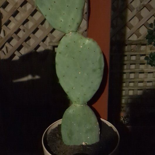 Photo of the plant species Burbank Spineless Cactus by @TopnotchPeyote named Bella on Greg, the plant care app