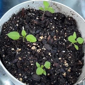Photo of the plant species Tomatillo by @EnormousTeatree named Ronaldo on Greg, the plant care app