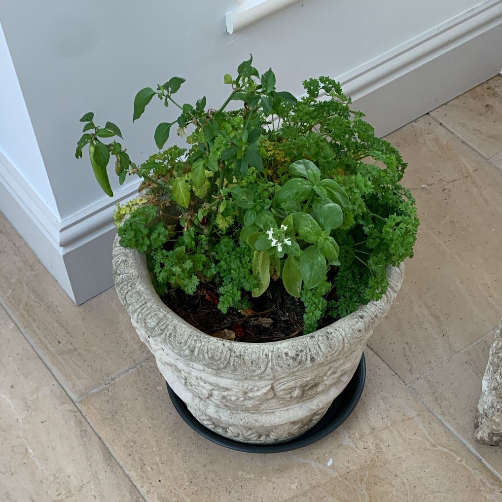 Photo of the plant species Red Chilli by @GreatSoftcane named da Vinci on Greg, the plant care app