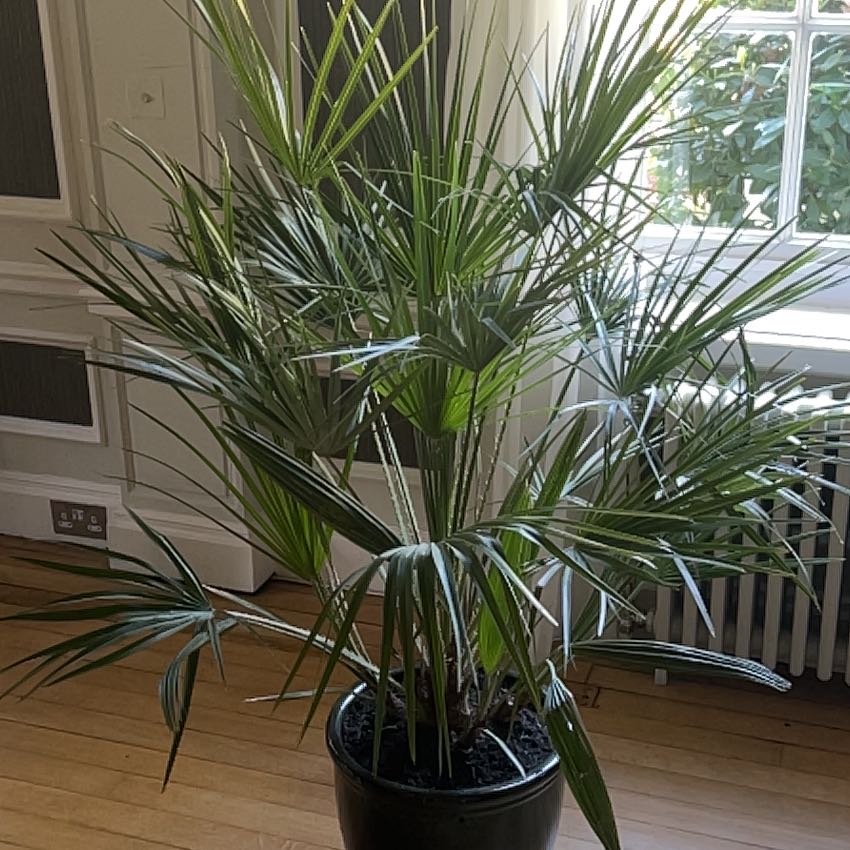 Photo of the plant species European Fan Palm by @GreatSoftcane named Piano Room - Fan Palm on Greg, the plant care app