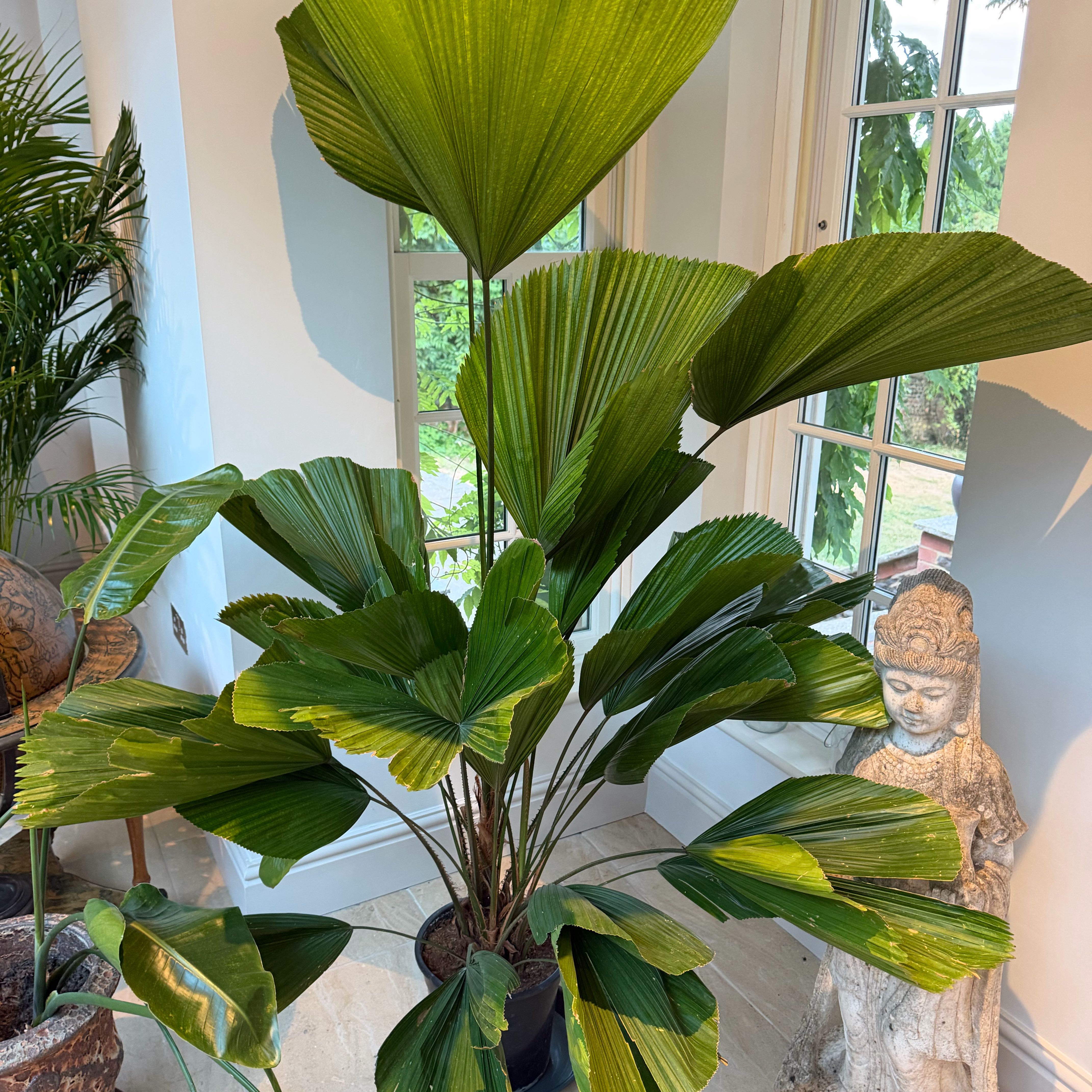 Photo of the plant species Ruffled Fan Palm by @GreatSoftcane named Palm Room - Ruffled Fan Palm on Greg, the plant care app
