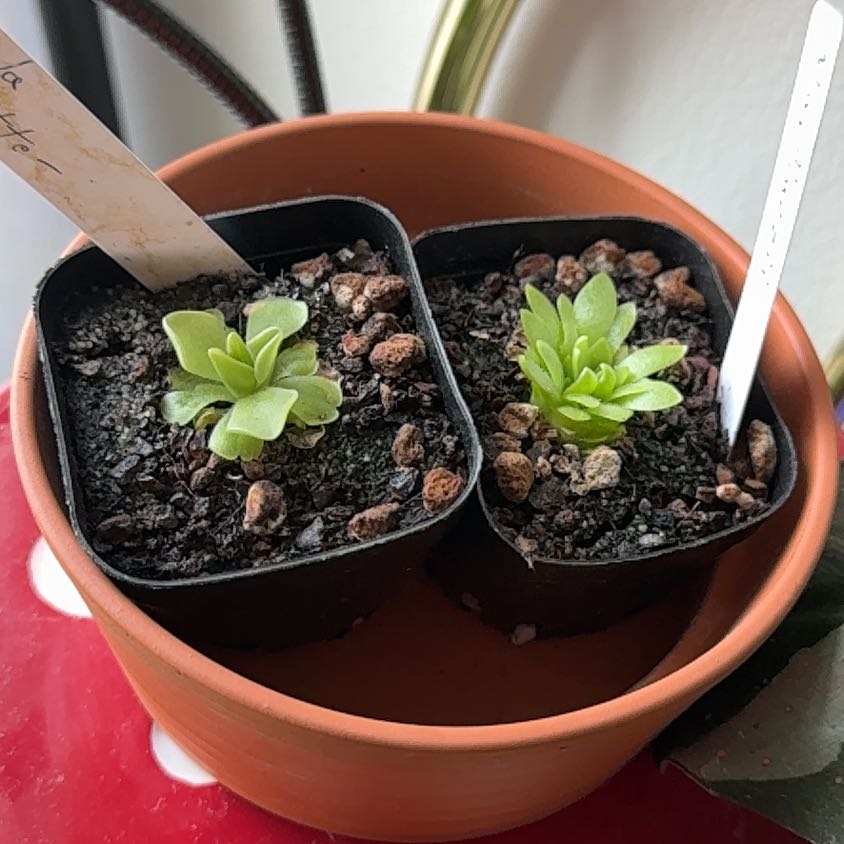Photo of the plant species Mexican Butterwort by @Haiku named Ping 1 and Ping 2 on Greg, the plant care app