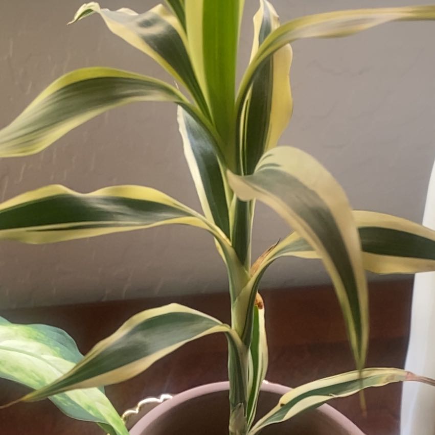 Treeyoncé | A plant by @PrizedWormplant on Greg