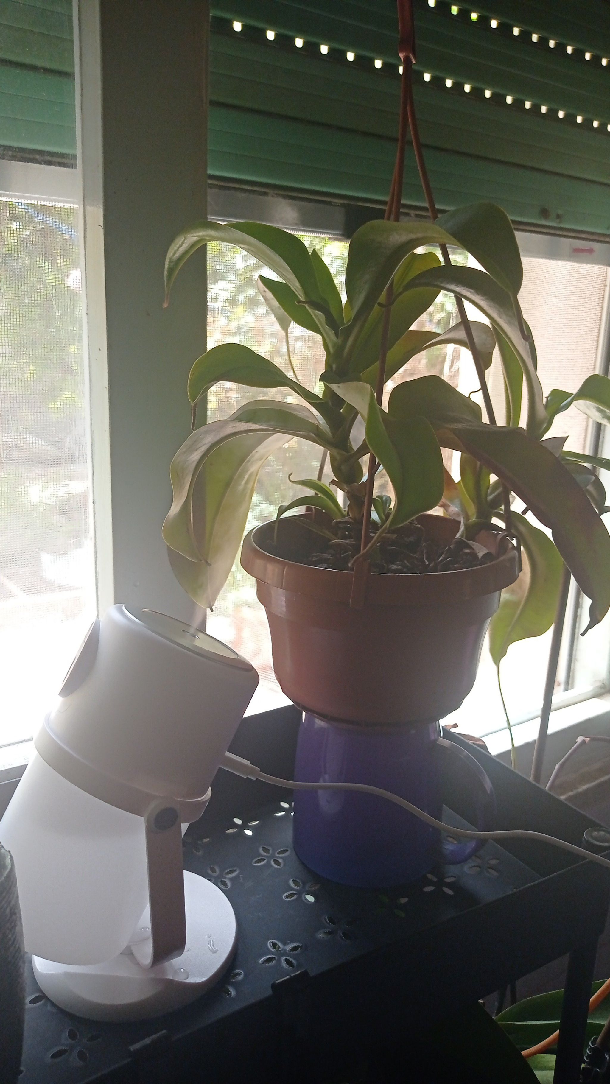 Photo of the plant species Nepenthes 'Diana' by @PreciousMullein named Fetente on Greg, the plant care app