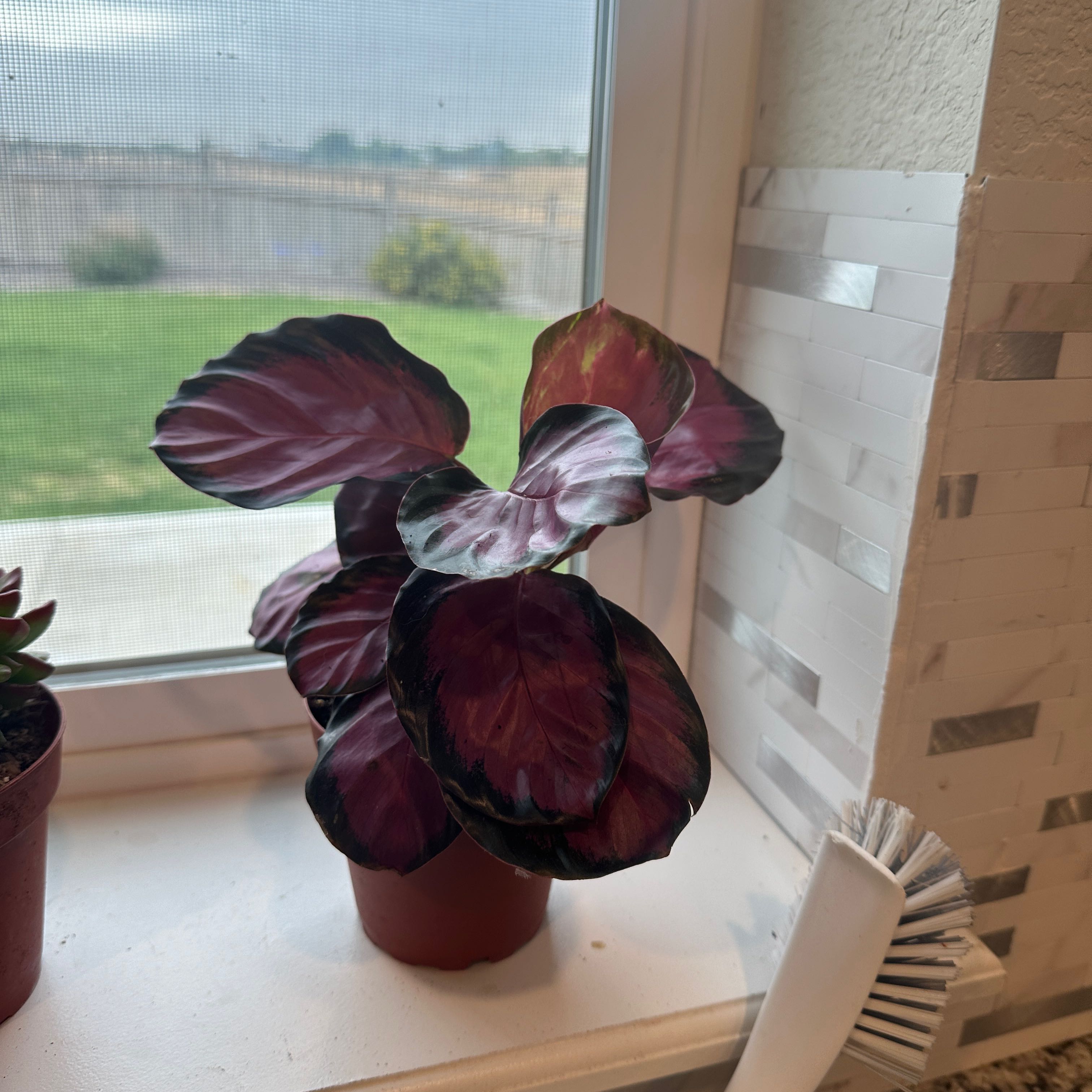 Photo of the plant species crimson rose calathea by @PowerfulCowslip named Madonna on Greg, the plant care app