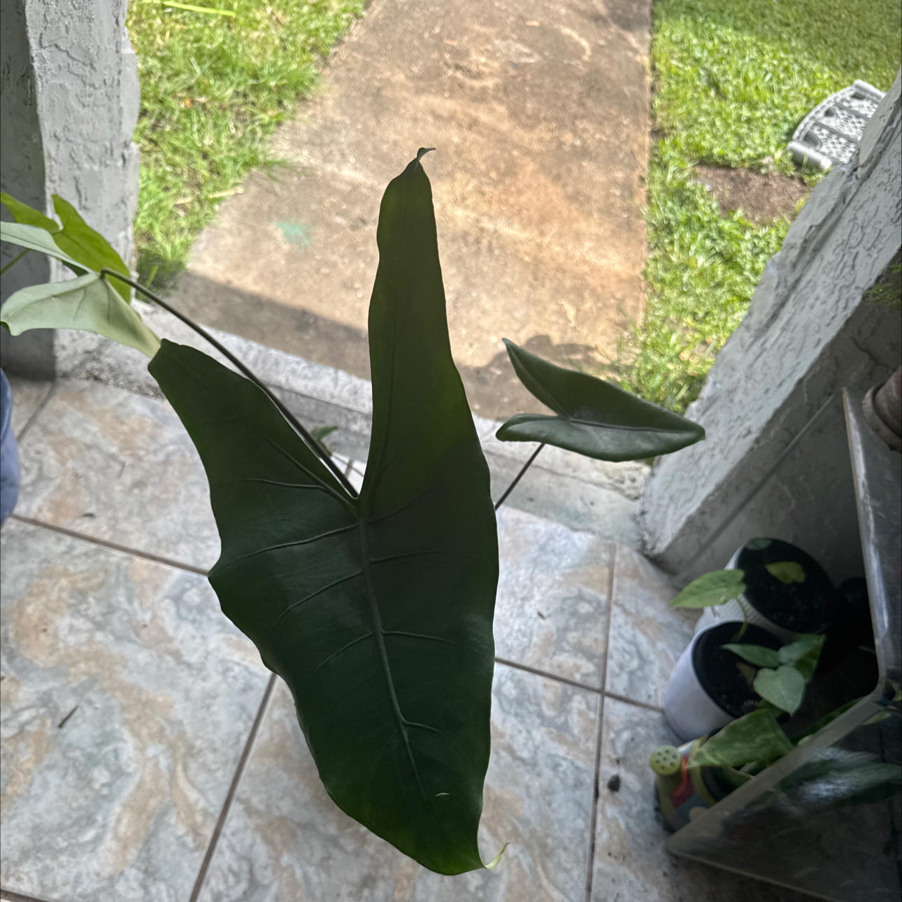 Photo of the plant species alocasia black zebrina by @VitalBlackgem named Navajo on Greg, the plant care app